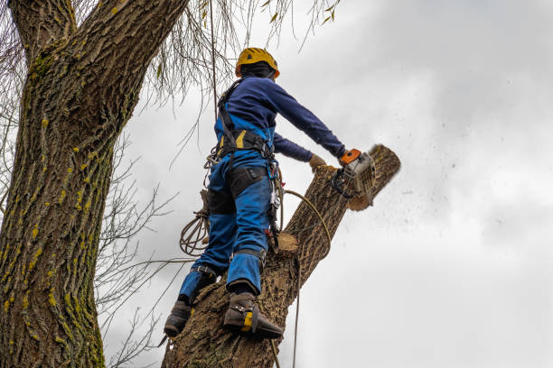 Best Stump Grinding and Removal  in Wilton Center, CT