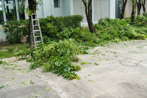 Best Fruit Tree Pruning  in Wilton Center, CT