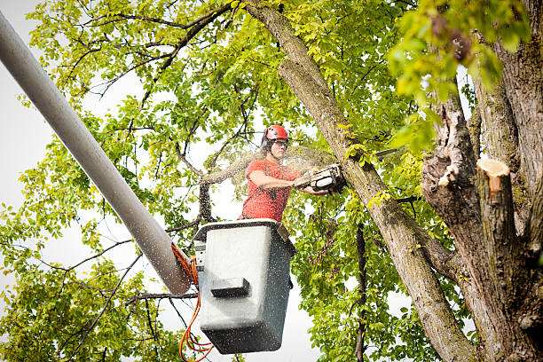 Best Tree Preservation Services  in Wilton Center, CT